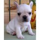 Französische Bulldogge Welpen - Rüde