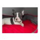 Französische Bulldogge Welpen - Rüde