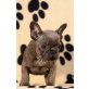 Französische Bulldogge Welpen - Rüde