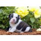 Französische Bulldogge Welpen - Rüde