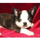 Französische Bulldogge Welpen - Rüde