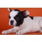 Französische Bulldogge Welpen - Rüde
