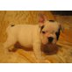 Französische Bulldogge Welpen - Rüde