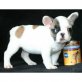 Französische Bulldogge Welpen - Rüde