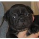 Französische Bulldogge Welpen - Rüde