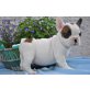 Französische Bulldogge Welpen - Rüde