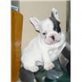 Französische Bulldogge Welpen - Rüde