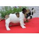 Französische Bulldogge Welpen - Rüde