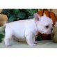 Französische Bulldogge Welpen - Rüde