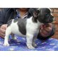 Französische Bulldogge Welpen - Rüde