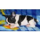Französische Bulldogge Welpen - Rüde