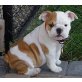 Französische Bulldogge Welpen - Rüde