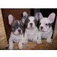 Französische Bulldogge Welpen - Rüde