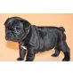 Französische Bulldogge Welpen - Rüde