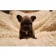 Französische Bulldogge Welpen - Rüde