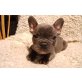 Französische Bulldogge Welpen - Rüde