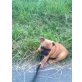 Französische Bulldogge Welpen - Rüde