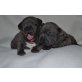 Französische Bulldogge Welpen - Rüde