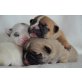 Französische Bulldogge Welpen - Rüde