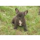 Französische Bulldogge Welpen - Rüde