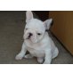 Französische Bulldogge Welpen - Rüde