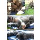 Französische Bulldogge Welpen - Rüde