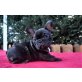 Französische Bulldogge Welpen - Rüde
