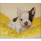 Französische Bulldogge Welpen - Rüde