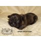 Französische Bulldogge Welpen - Rüde