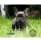 Französische Bulldogge Welpen - Rüde