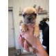 Französische Bulldogge Welpen - Rüde