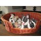 Französische Bulldogge Welpen - Rüde