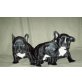Französische Bulldogge Welpen - Rüde