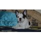 Französische Bulldogge Welpen - Rüde
