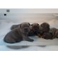 Französische Bulldogge Welpen - Rüde