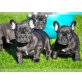 Französische Bulldogge Welpen - Rüde