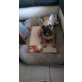 Französische Bulldogge Welpen - Rüde