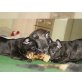 Französische Bulldogge Welpen - Rüde