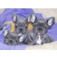 Französische Bulldogge Welpen - Rüde