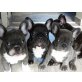 Französische Bulldogge Welpen - Rüde
