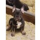 Französische Bulldogge Welpen - Rüde
