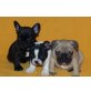 Französische Bulldogge Welpen - Rüde