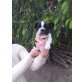 Französische Bulldogge Welpen - Rüde