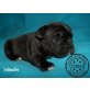Französische Bulldogge Welpen - Rüde