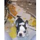 Französische Bulldogge Welpen - Rüde