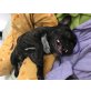 Französische Bulldogge Welpen - Rüde