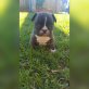 Französische Bulldogge Welpen - Rüde