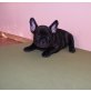 Französische Bulldogge Welpen - Rüde
