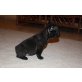 Französische Bulldogge Welpen - Rüde