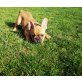 Französische Bulldogge Welpen - Rüde
